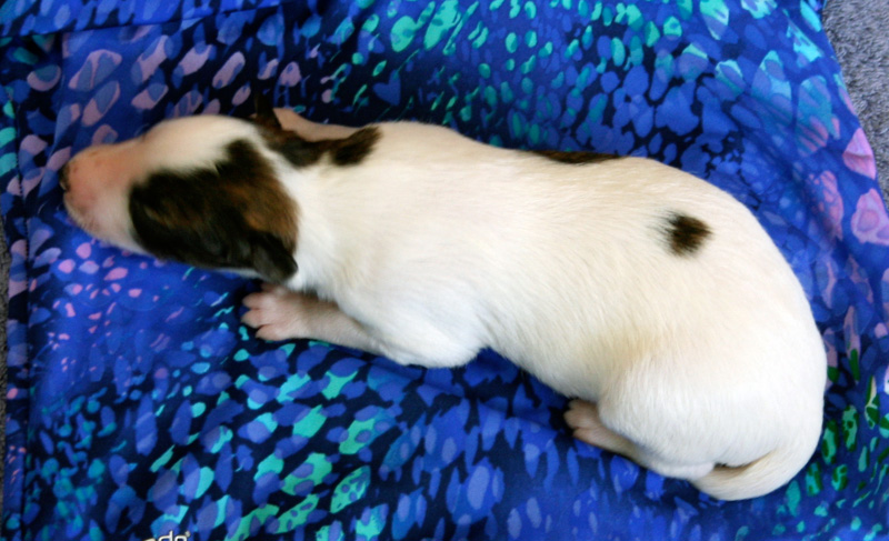 Surf Spots - Boy 1 Swimsuit